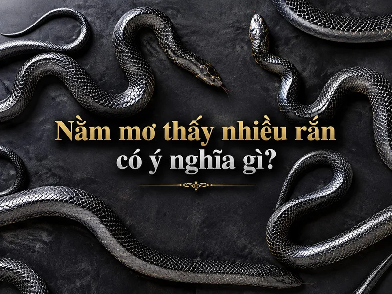 Nằm mơ thấy nhiều rắn thường được xem như biểu tượng liên quan đến cảm xúc, sự thay đổi và những suy nghĩ tiềm ẩn.